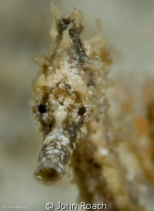 Juv. Hippocampus  only 1 inch long @ BHB by John Roach 